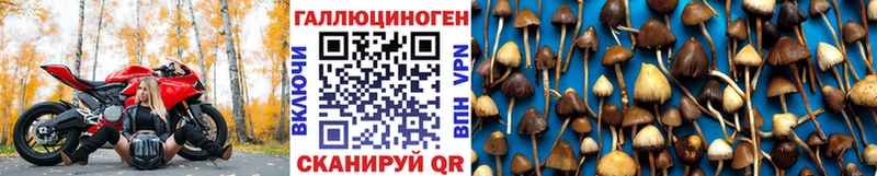 Галлюциногенные грибы Psilocybe  Геленджик 